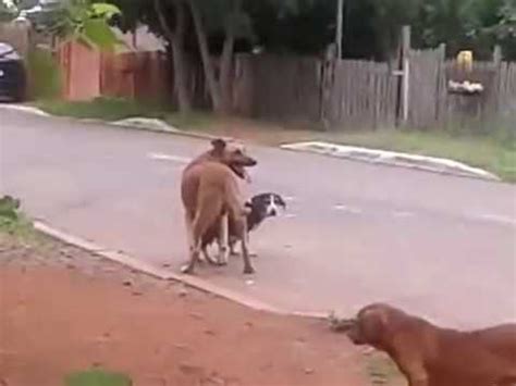 mulher pelada com animal|Mulher e cachorro na putaria sem limites